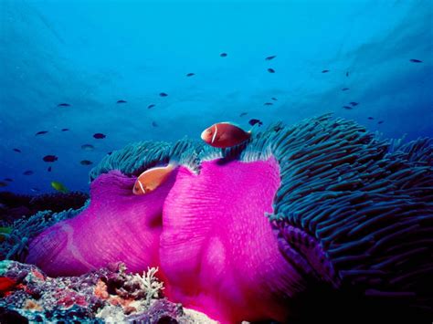 Pink Skunk Clownfish Bing Wallpaper Download