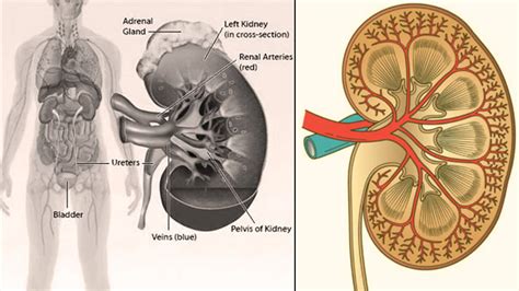 Kidneys Structure Functions And Disorders The Human Excretory Organ