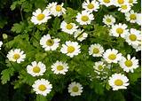 Small White Daisy Like Flowers Pictures
