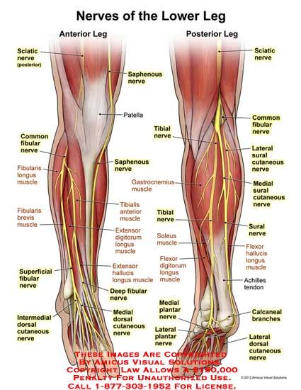 Knee muscles, posterior leg muscles anatomy, posterior thigh muscles. (11222_11X) Nerves of the Lower Leg - Anatomy Exhibits