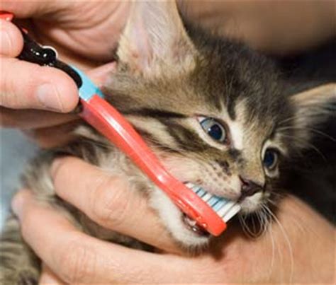 Kittens do indeed lose all of their 26 baby teeth, just like human children lose their baby teeth, the aspca indicates. Three Steps to Better Dental Health for Your Pet