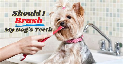 Should I Brush My Dogs Teeth Sit Means Sit Dog Training Albuquerque