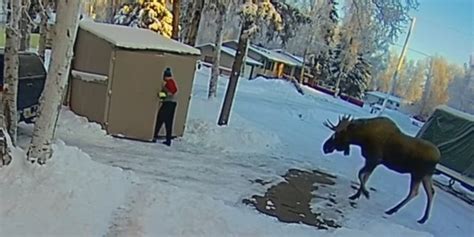 Moose Traps Alaska Man Inside Shed While He Frantically Calls Wife