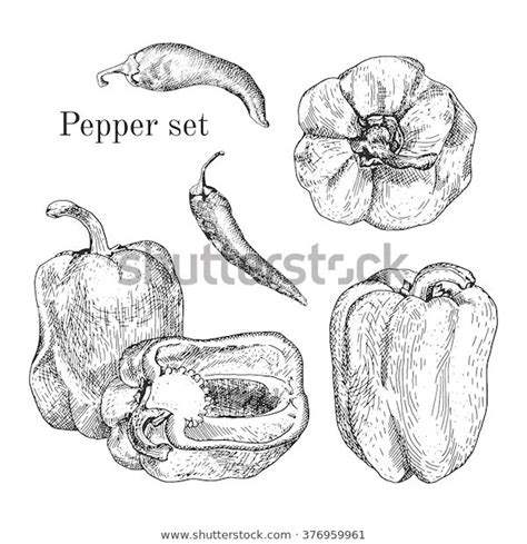 See more ideas about drawings, stuffed peppers, chile pepper. Peppers Ink Sketches Set Stock Vector (Royalty Free ...