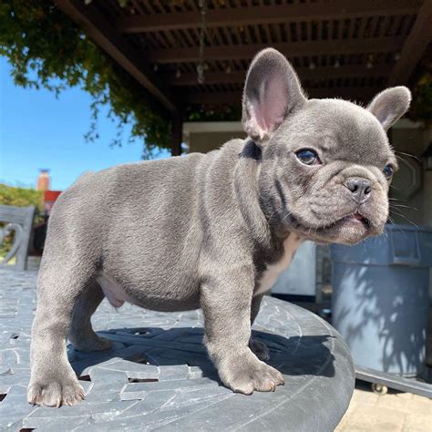Merle French Bulldog For Salefrench Bulldog Puppies Near Me