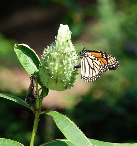 How long will it take butterflies to lay their eggs? butterfly: Butterfly Eggs On Milkweed