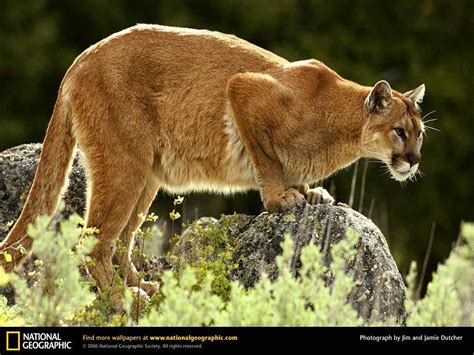 Mountain Lion National Geographic Wallpaper 9041973 Fanpop