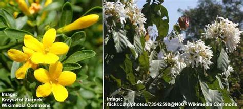 Types Of Jasmine Flowers Amazing Varieties Of Jasmine Plants