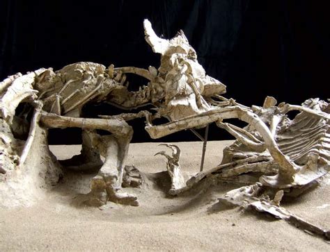 Stunning Fossils Dinosaur Death Match New Scientist