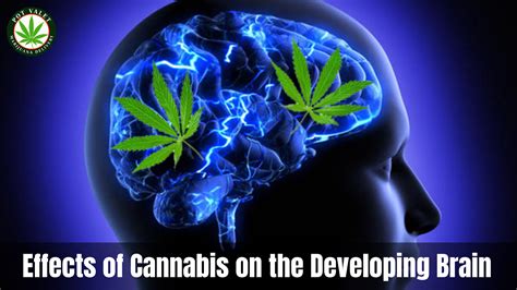Effects Of Cannabis On The Developing Brain Pot Valet