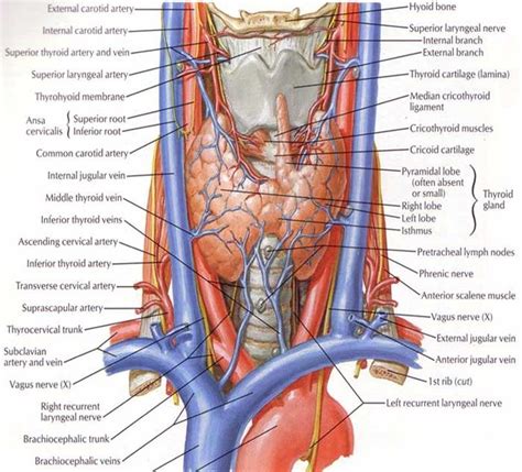 32 Gross Anatomy Of The Thyroid Gland And Its Anatomical Relations