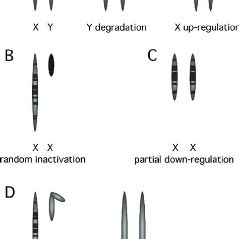The Origin And Dosage Compensation Of Differentiated Sex Chromosomes