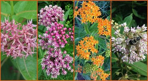 The Monarch Butterfly Host Plant: Milkweeds and How to ...