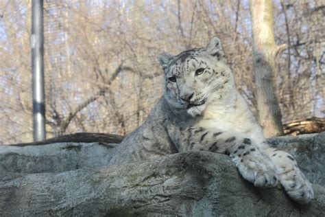 Filesnow Leopard At Pittsburgh Zoo 2012 02 17