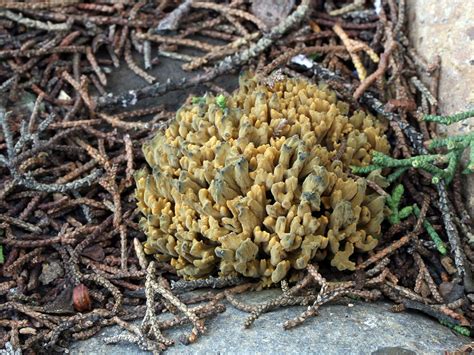 California Fungi: Phaeoclavulina abietina