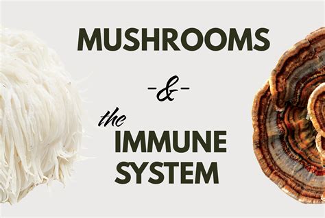 Mushrooms And The Immune System — Fungi Perfecti