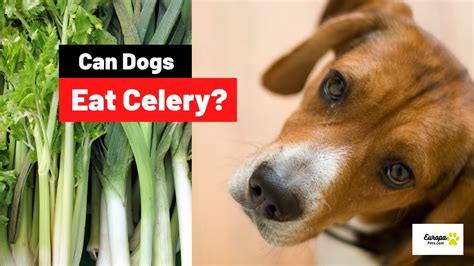 Can Dogs Eat Celery Everything You Should Know Youtube
