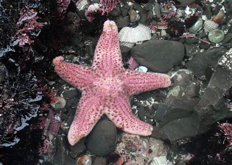 20 Facts About Starfish Characteristics