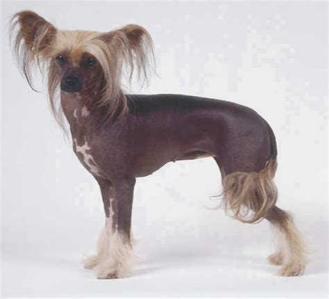 Chinese Crested Dog Puppies And Dogs For Sale Jelena Dogshows