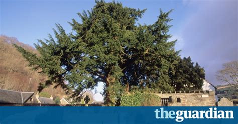 How Britains Oldest Tree Became ‘sexually Ambiguous Environment