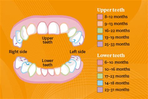 10 month old daughter still has no teeth but it doesn't seem to stop her eating anything!! Teeth and teething | Ministry of Health NZ