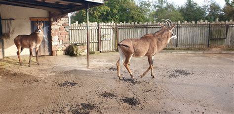 Roan Antelope Zoochat