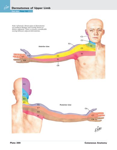 Brachial Plexus Dermatomes And Myotomes Flashcards Quizlet Porn Sex