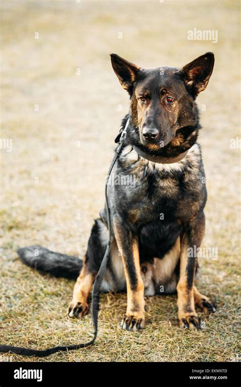 Black German Shepherd Hi Res Stock Photography And Images Alamy