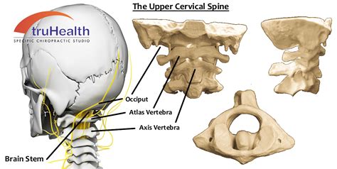 Atlas Vs Axis What Is The Difference Between Atlas And Axis Vertebrae