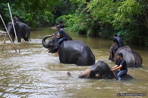 How do you go to kuala gandah elephant sanctuary. Kuala Gandah Elephant Sanctuary