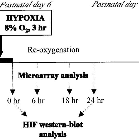 Schematic Representation Of The Hypoxic Preconditioning Protocol That