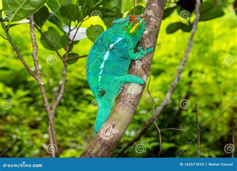 Panther Chameleon In Lokobe Nature Special Reserve Madagascar Nosy Be