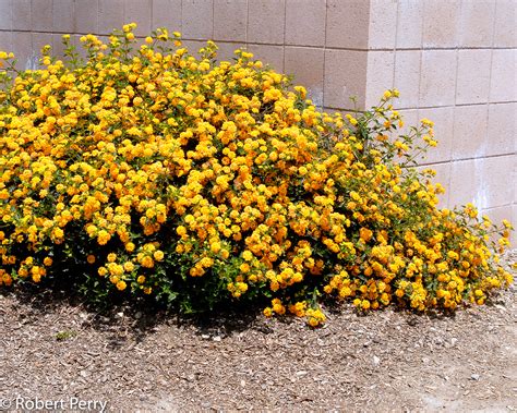 Our breeder often sends me pictures he finds of people growing and promoting the varieties he bred. New Gold lantana - Inland Valley Garden Planner