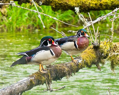 Pair Of Wood Ducks Standing On Log Chris Bidleman Photography