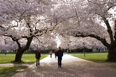 Cherry Blossom Watch 2012 Any Bloomin Day Now Uw News