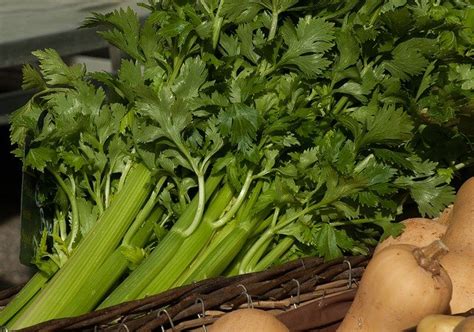 Just beware that you should not feed them too much. Can Dogs Eat Celery? Recipes, Serving Suggestions and More