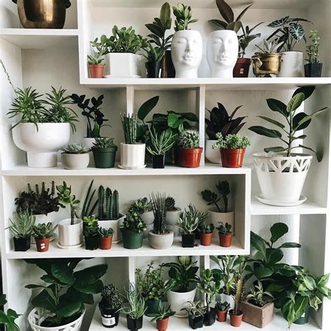 Want to add an indoor plant to your home? Ultimate Ideas To Decorate Home With Indoor Plants | House ...
