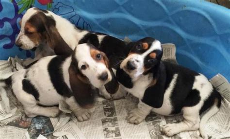 Join millions of people using oodle to find puppies for adoption, dog and puppy listings, and other pets adoption. Adorable Basset Hound puppies! 1 Tri male & 1 Tri female ...