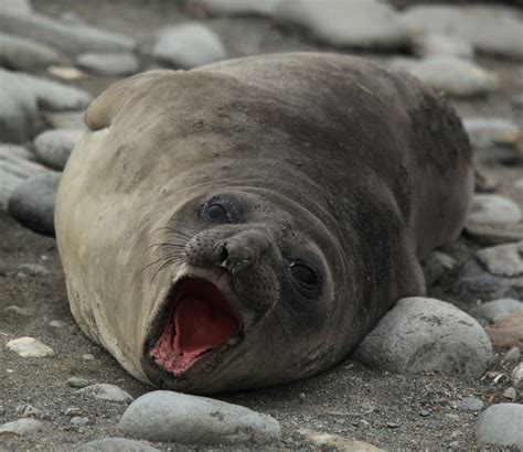 Seal — i can't stand the rain (soul 2008). Southern Elephant Seal Fact Sheet - C.S.W.D