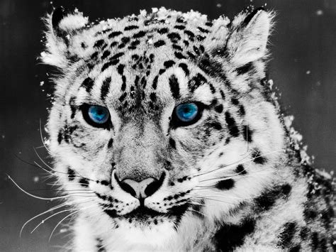 Wallpaper Macan Tutul Salju Mewarnai Selektif Leopard Hewan Kucing