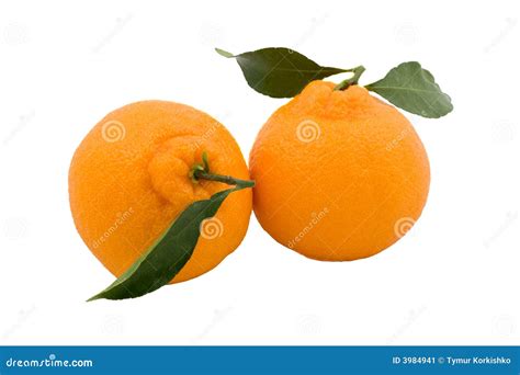 Two Hallabong Korean Orange With Green Leaves Stock Image Image