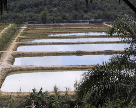 Penternakan Ikan Air Tawar