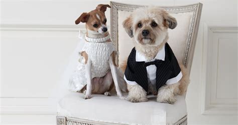 Wedding Clothes For Dogs Popsugar Pets