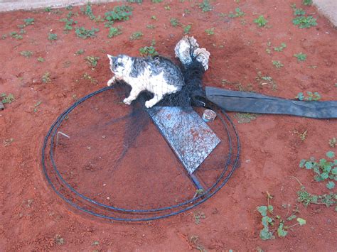 How To Catch A Feral Cat With A Blanket Cats World Club