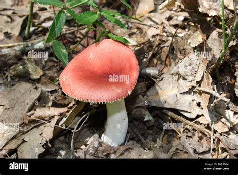 Russula Mushroom Growing In Deciduous Forest Midlothian Virginia