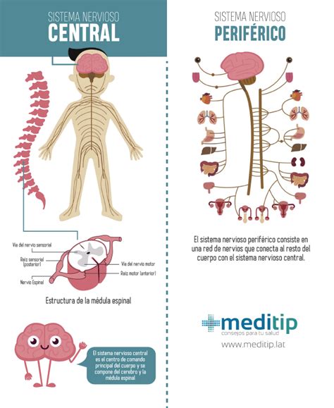 Sistema Nervioso Definición Tipos Y Función Meditip