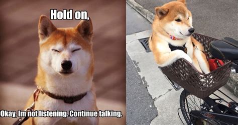 Here Are 12 Hilarious Reasons To Never Trust A Shiba Inu