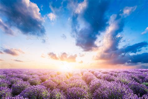 Lavender Flower Field At Sunset Stock Photo By Photocreo Photodune