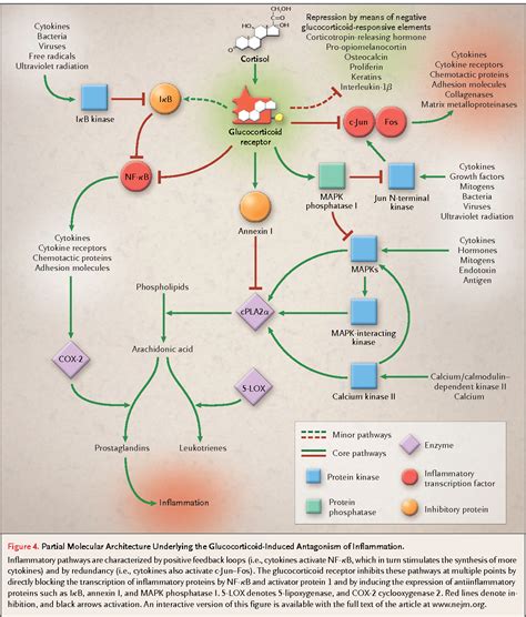 Figure From Antiinflammatory Action Of Glucocorticoids New Mechanisms For Old Drugs