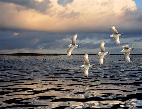 Free Images Beach Sea Coast Water Ocean Bird Cloud Shore Wave